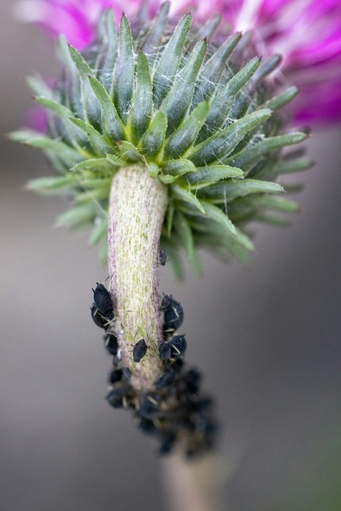 a close up of a flower with a blurry background