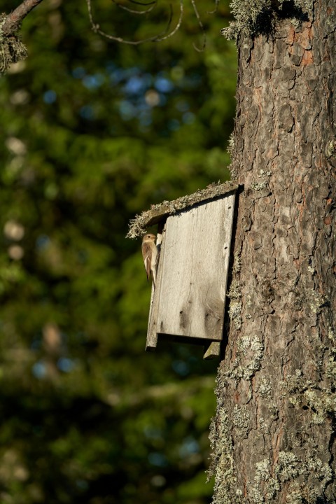 a bird house hanging from a tree in a forest