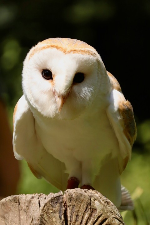 a barn owl perched on a tree stump