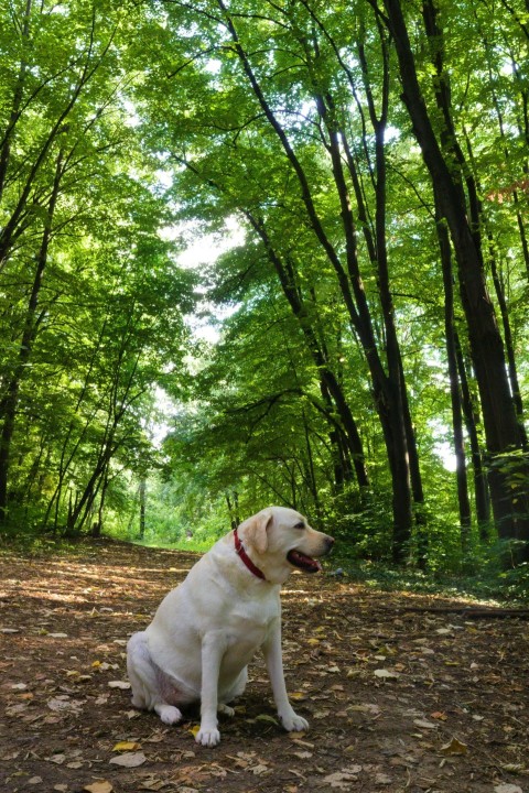 a white dog sitting in the middle of a forest