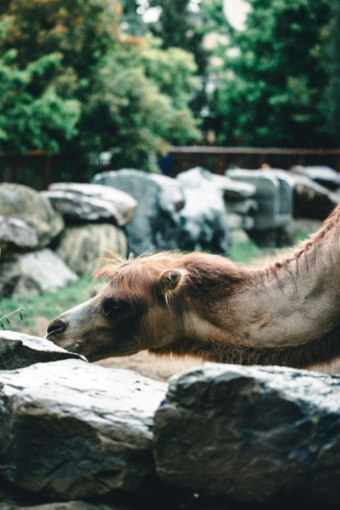 a camel laying on top of a pile of rocks