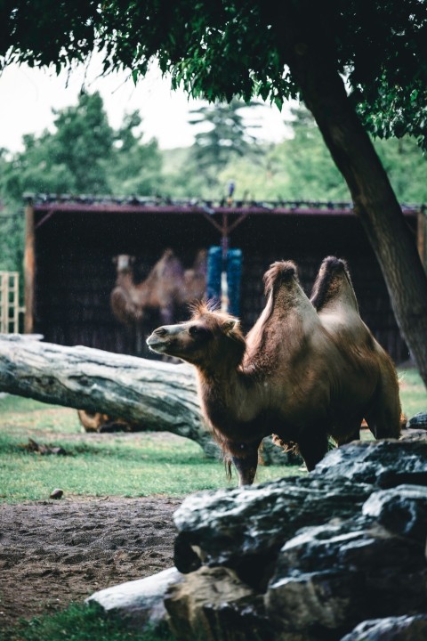 a camel standing on top of a lush green field