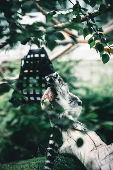 a lemur hanging upside down from a tree