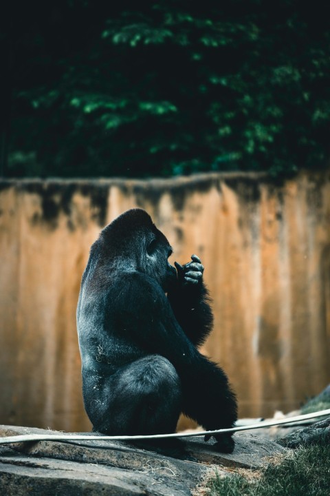 a gorilla sitting on top of a rock next to a waterfall