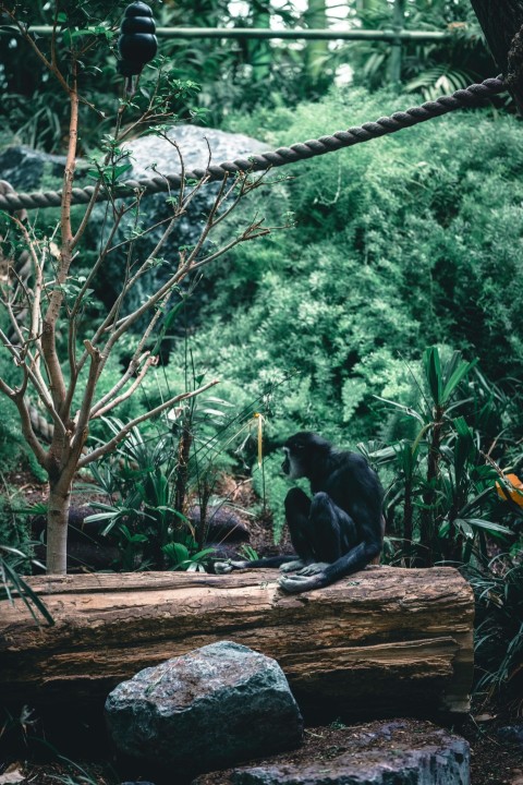 a monkey sitting on a log in a forest