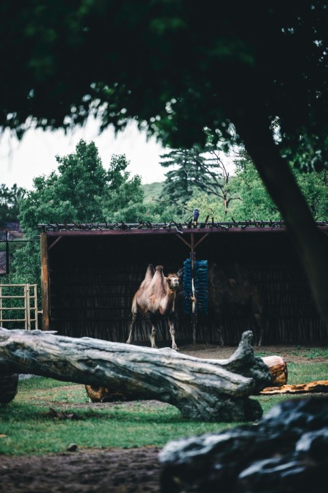 a camel standing in the middle of a field