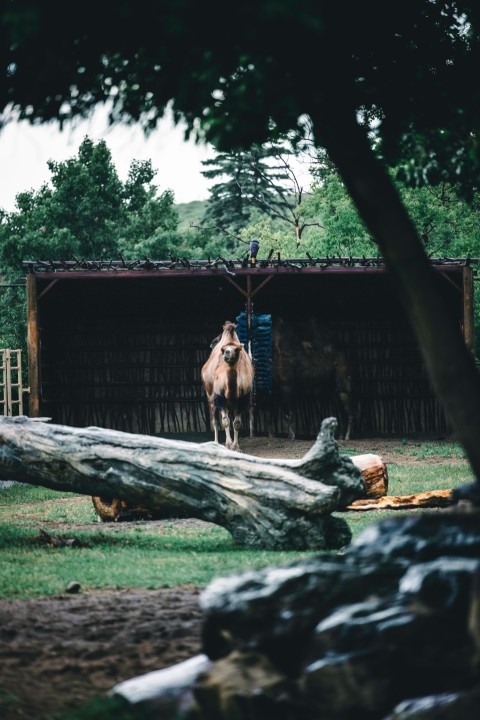 a horse is standing in a fenced in area Sl fULG_x