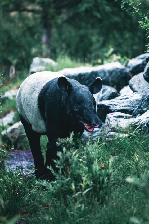 a black and white bear walking through a lush green forest