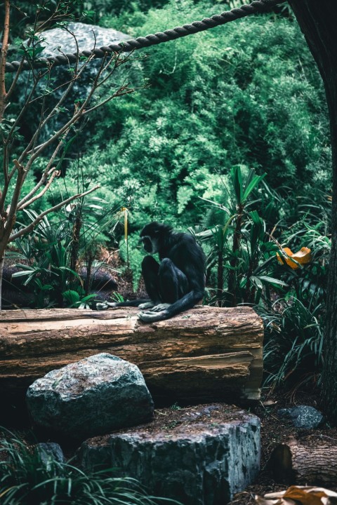 a monkey sitting on a log in a forest