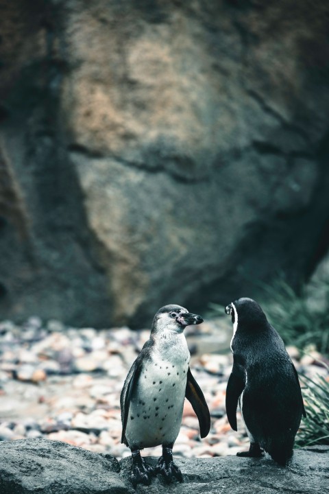 a couple of penguins standing next to each other