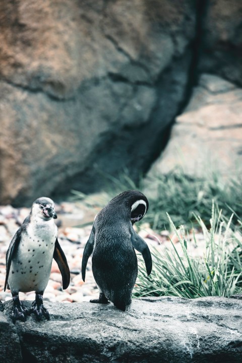 a couple of penguins standing on top of a rock