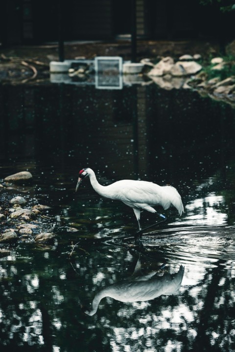 a large white bird standing in a body of water