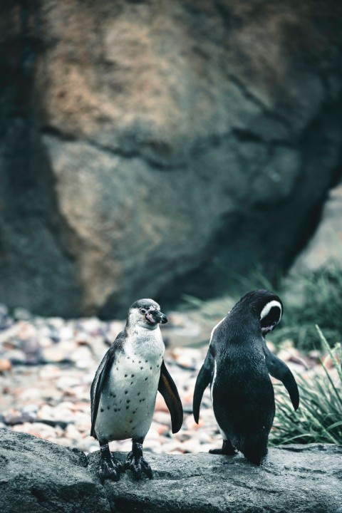 a couple of penguins standing on top of a rock