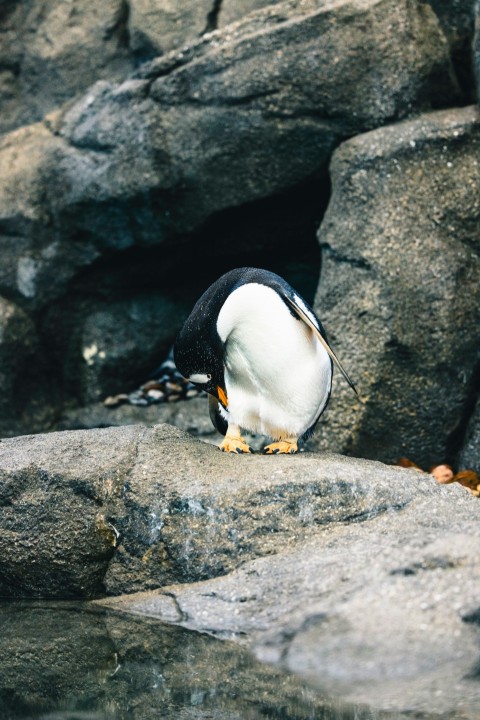 a penguin sitting on a rock near a body of water