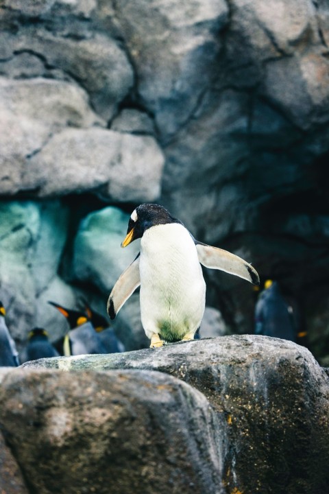 a group of penguins standing on top of a rock