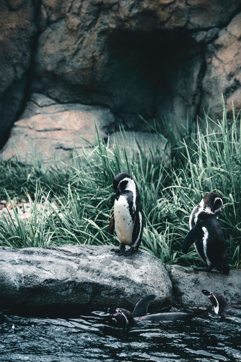 two penguins sitting on a rock near a body of water