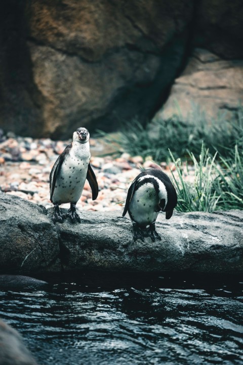 a couple of penguins standing on top of a log