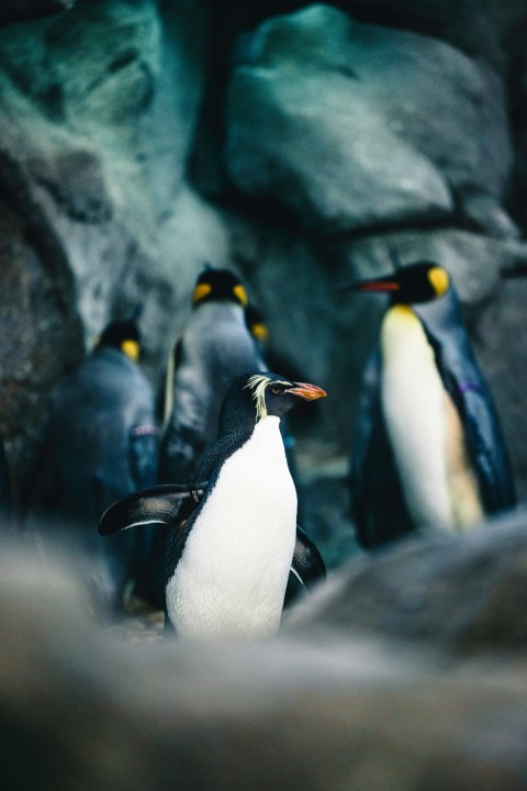 a group of penguins standing next to each other