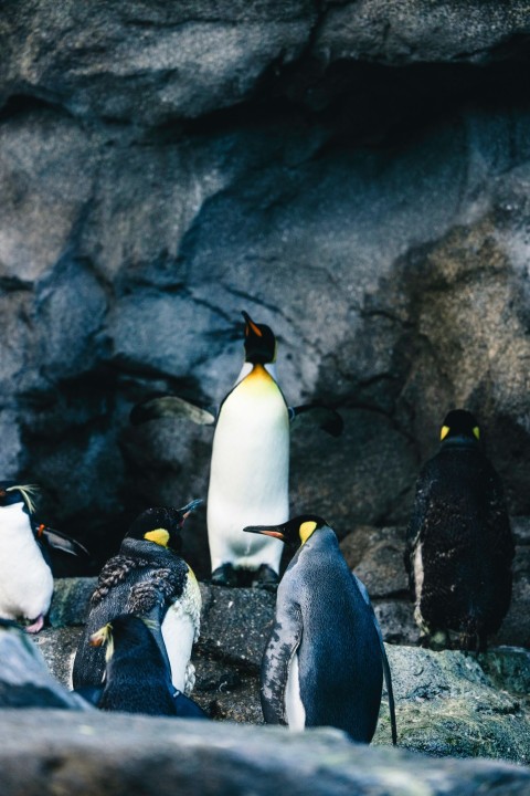 a group of penguins standing on top of a rock