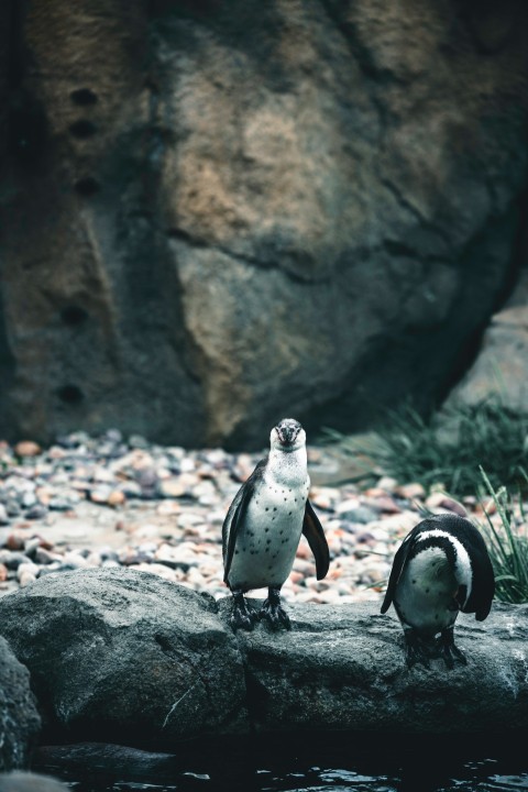 a couple of penguins standing on top of a rock QtQ