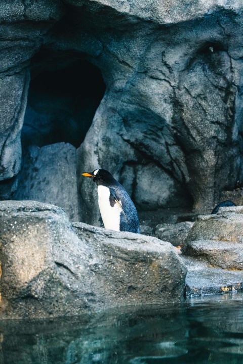 a penguin sitting on a rock next to a body of water