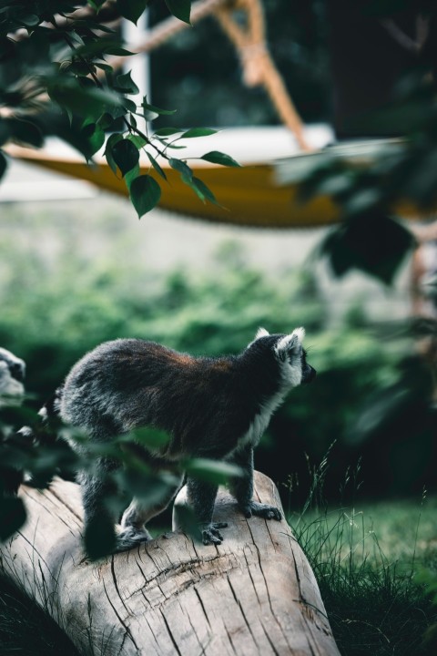 a couple of raccoons standing on top of a tree stump