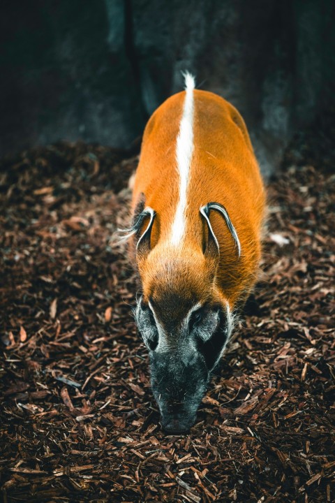 a small brown and white animal standing on top of a pile of wood chips