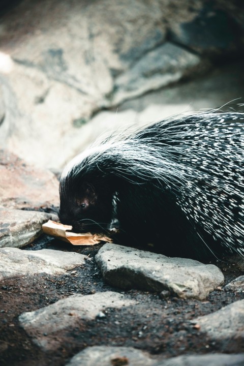 a porcupine is walking on some rocks