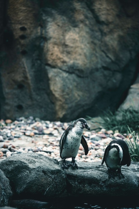 a couple of penguins standing on top of a rock