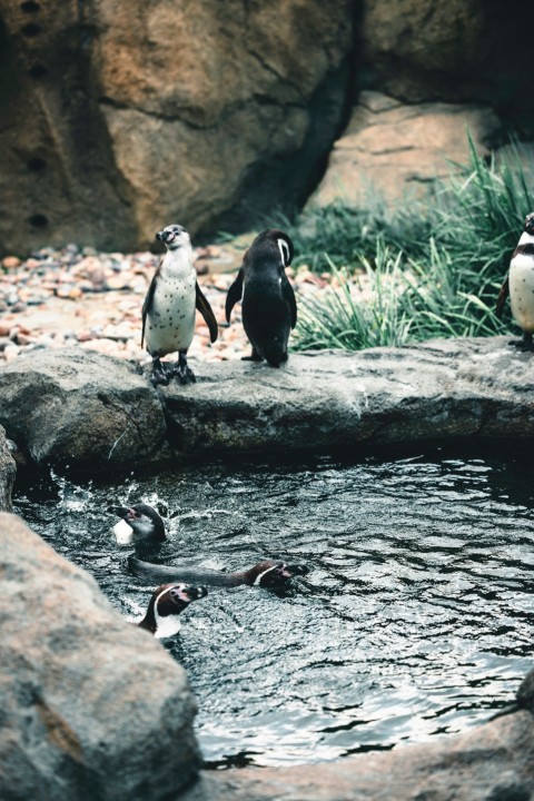 a group of penguins standing on rocks near a body of water