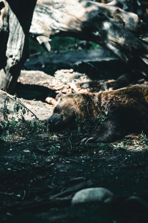 a brown bear laying on top of a forest floor