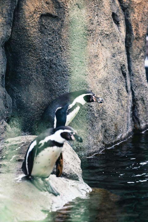 a penguin sitting on top of a rock next to a body of water bsr5HyuUZ