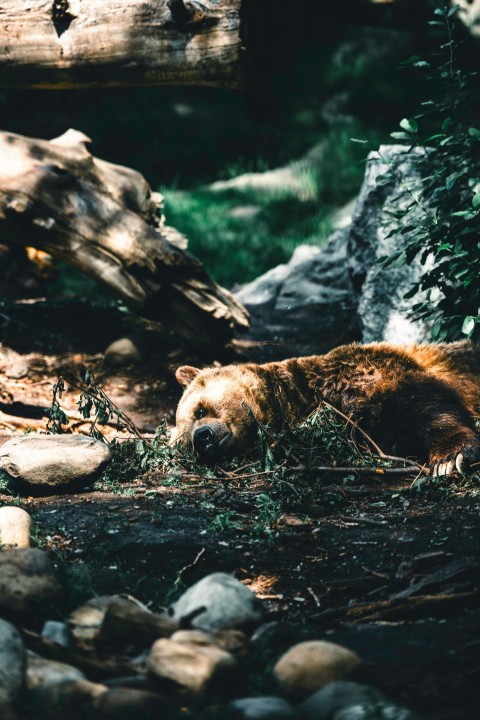 a brown bear laying on top of a forest floor