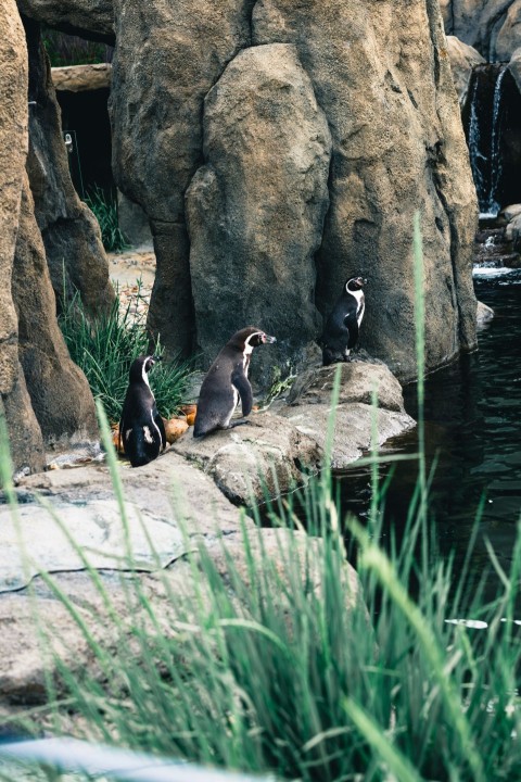 a group of penguins sitting on a rock next to a body of water