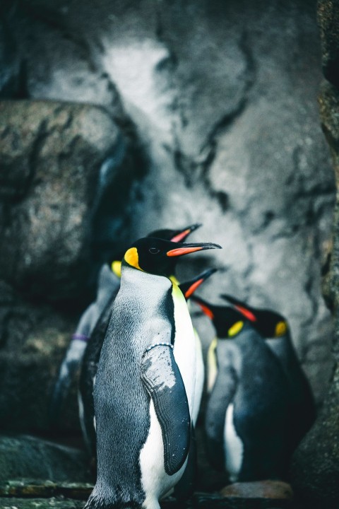 a group of penguins standing next to each other