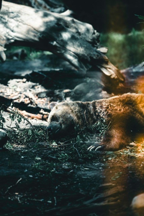 a brown bear laying on top of a forest floor