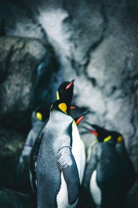 a group of penguins standing next to each other