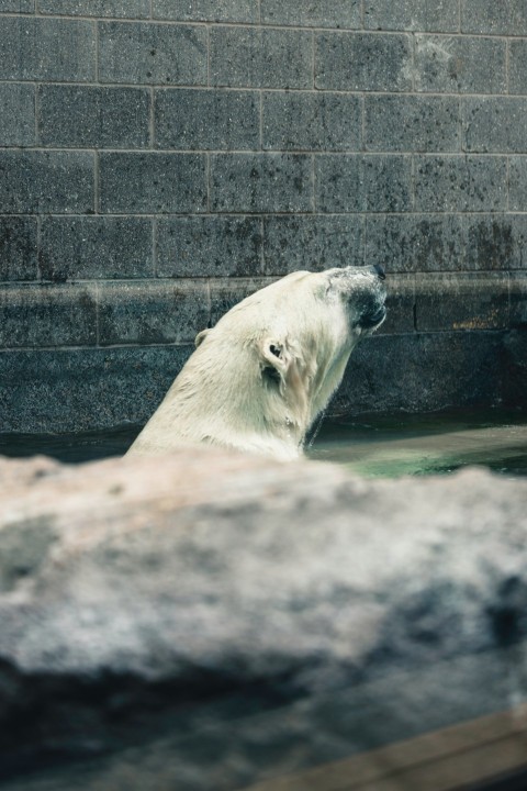 a polar bear swimming in a pool of water