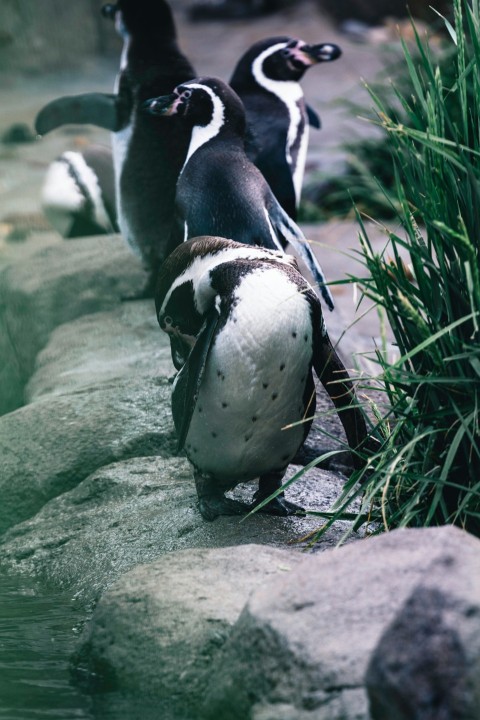 a group of penguins walking along a river