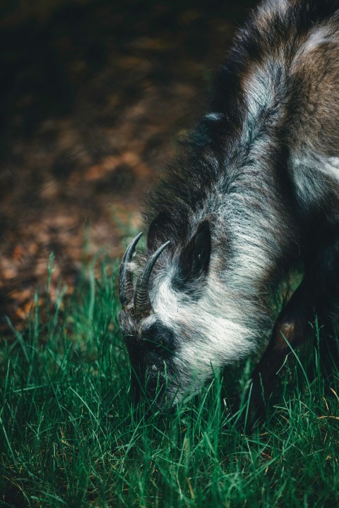 a black and white animal eating grass in a field