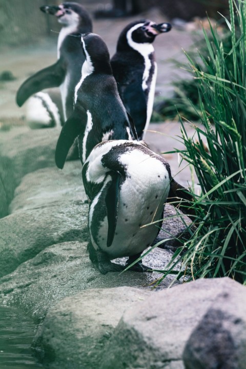 a group of penguins walking along a river