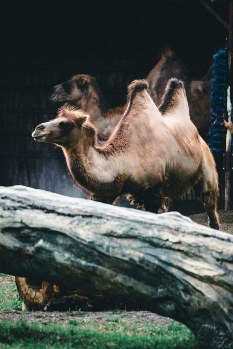 a camel standing next to a fallen tree trunk