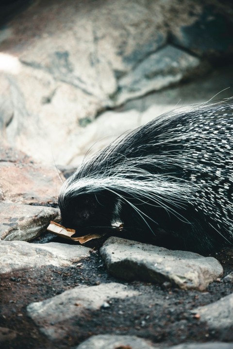 a porcupine is walking on some rocks