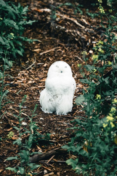 a white owl sitting in the middle of a forest