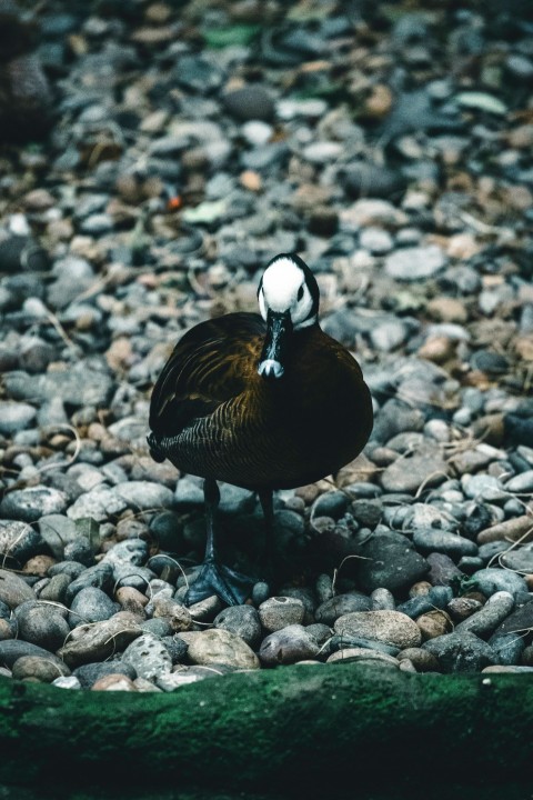 a bird standing on a rock covered ground