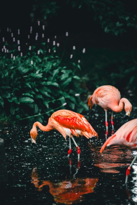 a group of flamingos are standing in the water