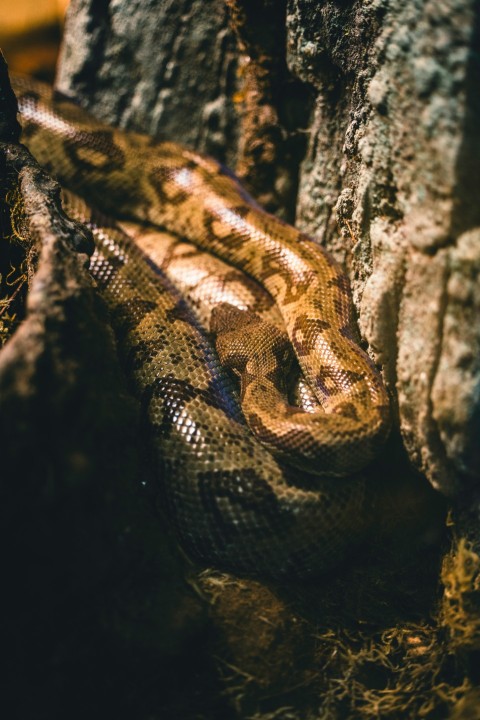 a close up of a snake on a rock