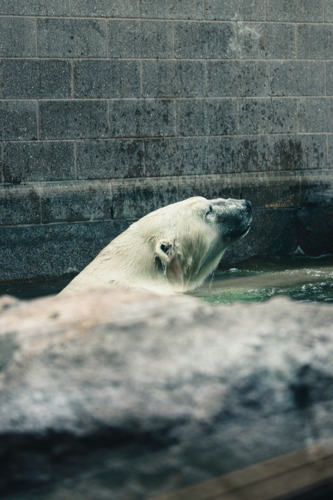 a polar bear swimming in a pool of water L5loj