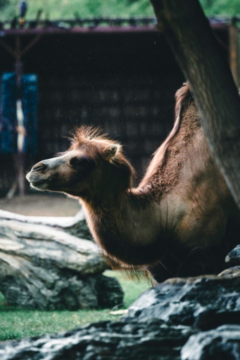 a camel standing on top of a lush green field