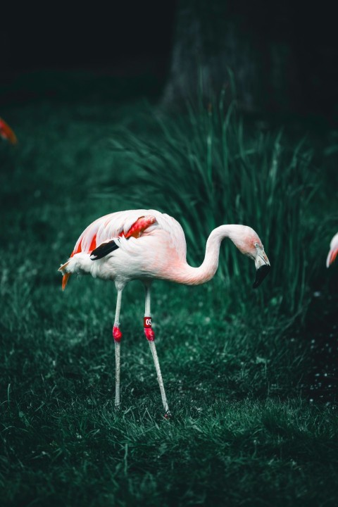 a group of flamingos standing on top of a lush green field